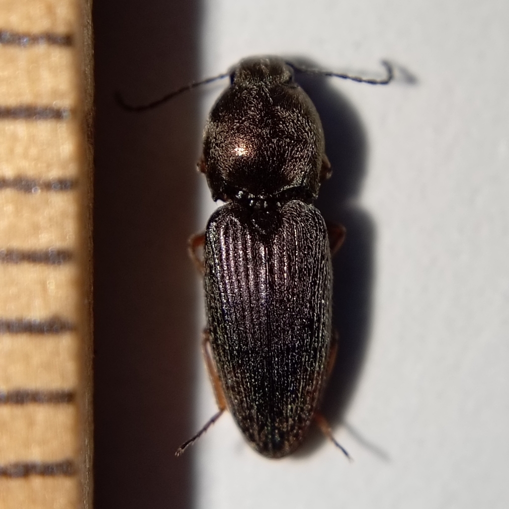 Paracardiophorus erythrurus