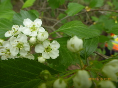 Crataegus chrysocarpa chrysocarpa