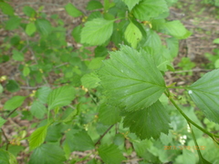 Crataegus chrysocarpa chrysocarpa