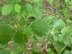 Crataegus chrysocarpa chrysocarpa