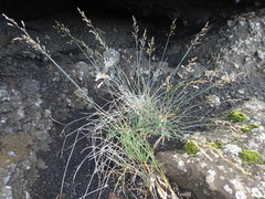 Poa glauca