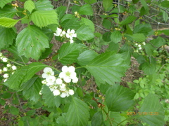 Crataegus chrysocarpa chrysocarpa