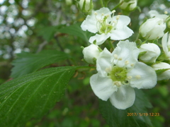 Crataegus chrysocarpa chrysocarpa