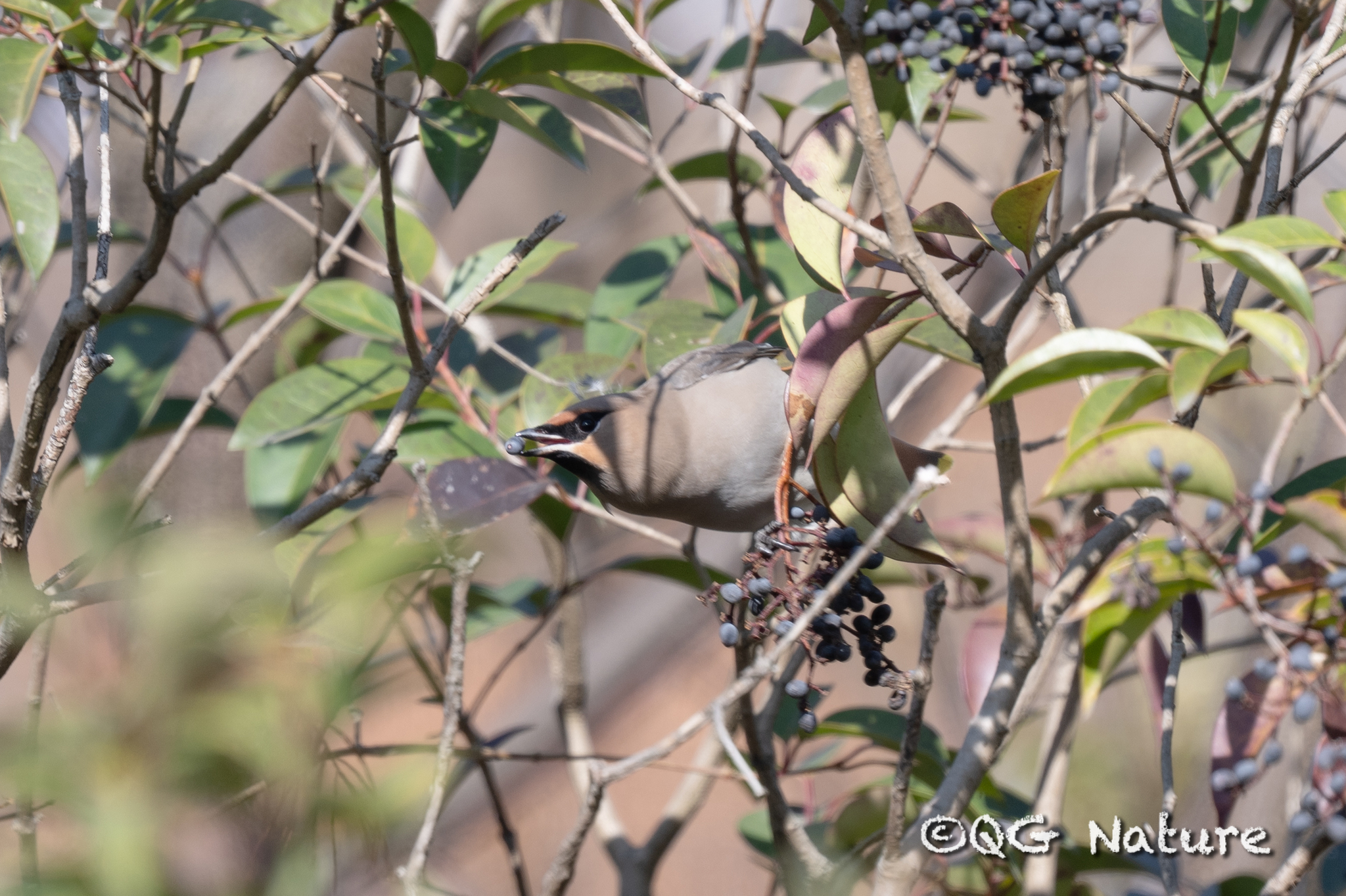 Bohemian Waxwing