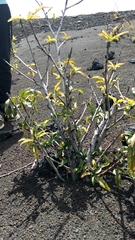 Vallesia aurantiaca