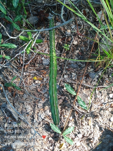 Euphorbia knuthii ssp. johnsonii