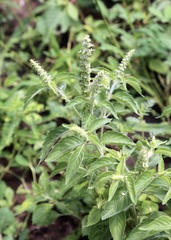 Clove Basil (Ocimum gratissimum)
