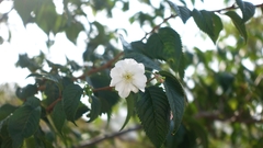 Prunus