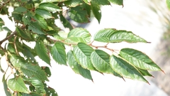 Prunus