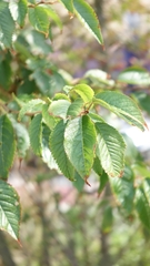 Prunus