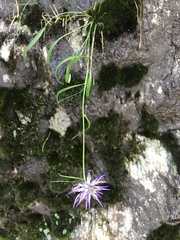 Phyteuma scheuchzeri