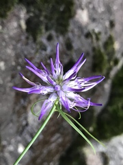 Phyteuma scheuchzeri
