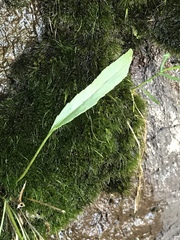 Phyteuma scheuchzeri