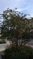 Prunus