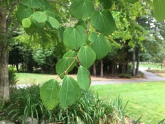 Cercidiphyllum japonicum