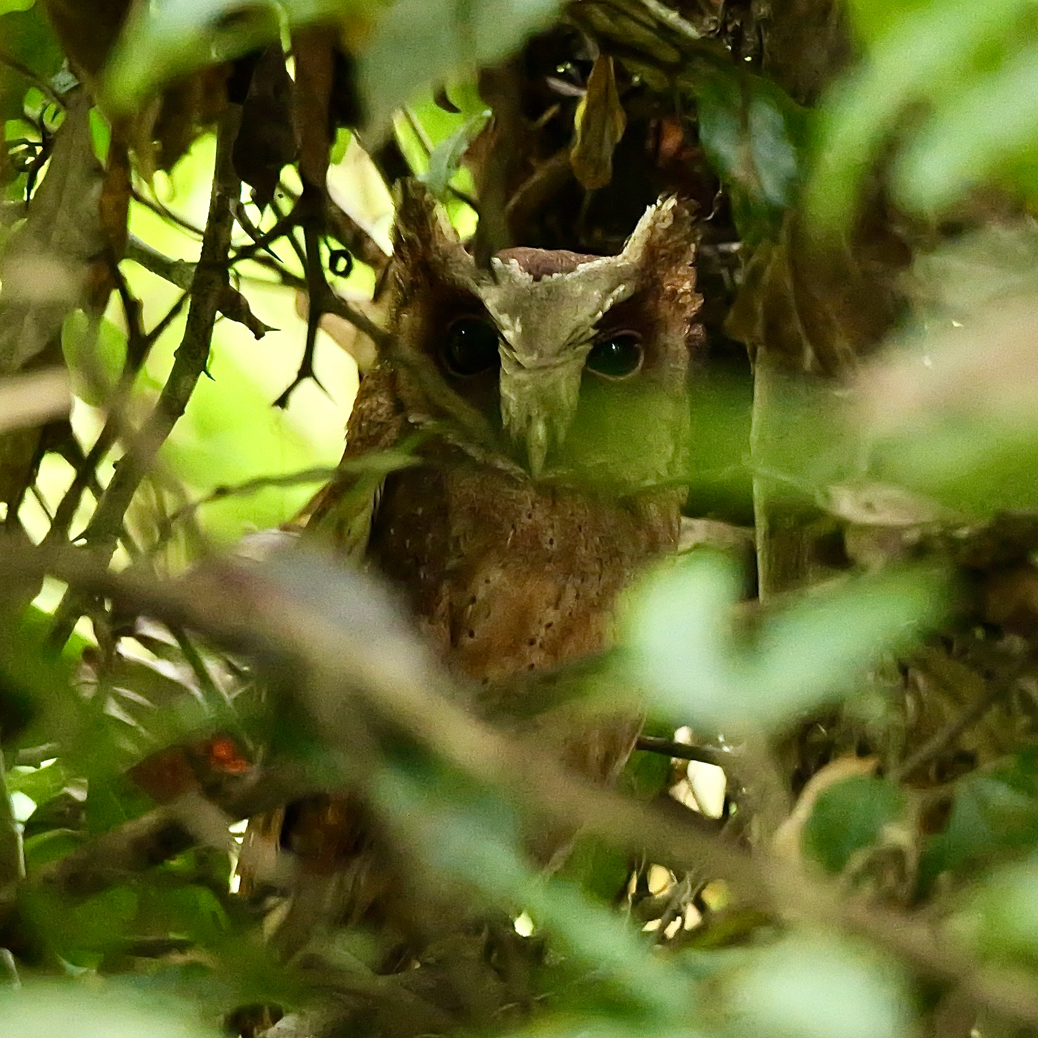 White-fronted Scops Owl (Otus sagittatus), photo 10