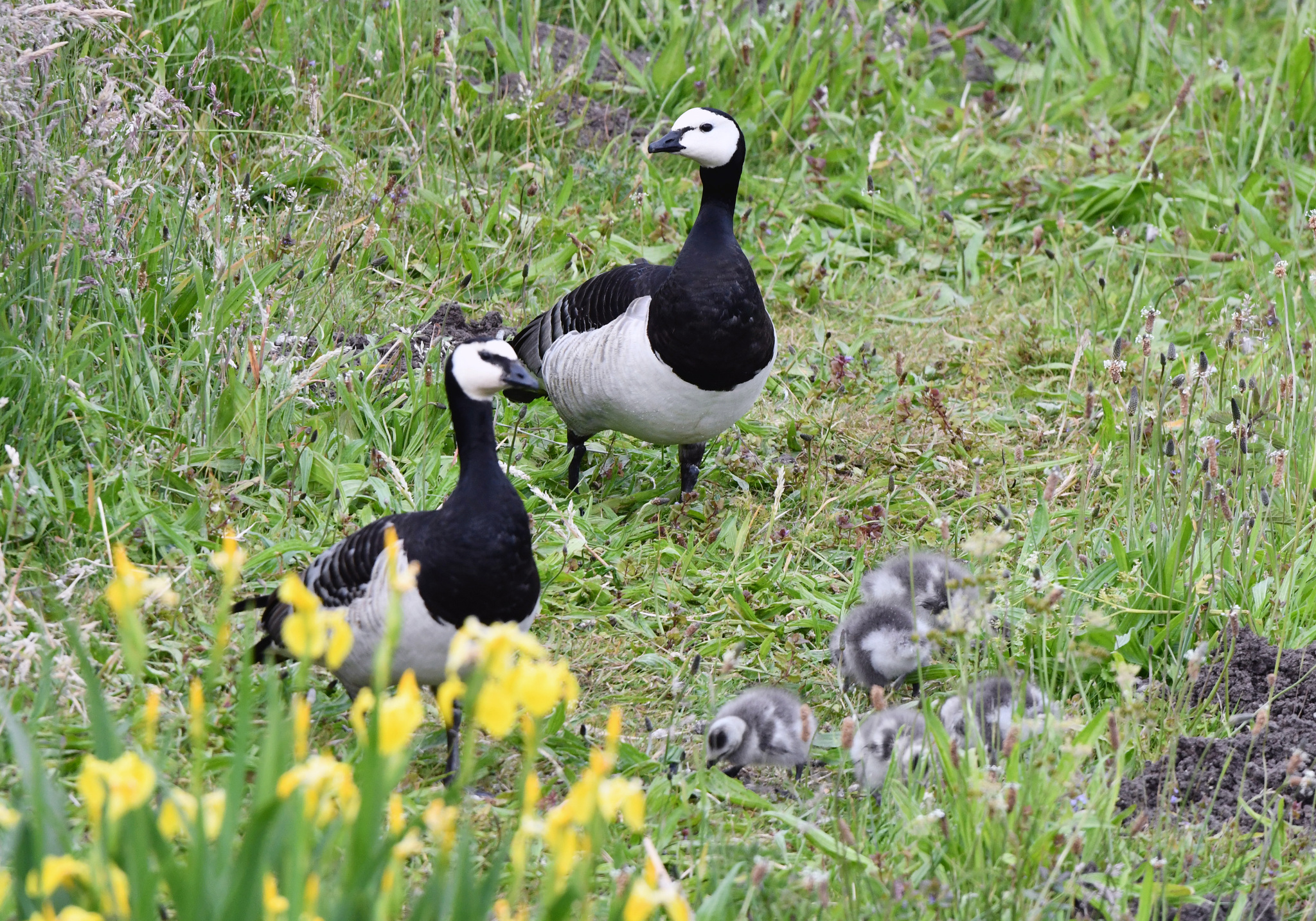 Barnacle Goose