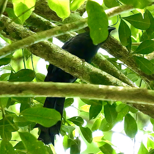 Ratchet-tailed Treepie (Temnurus temnurus), photo 1