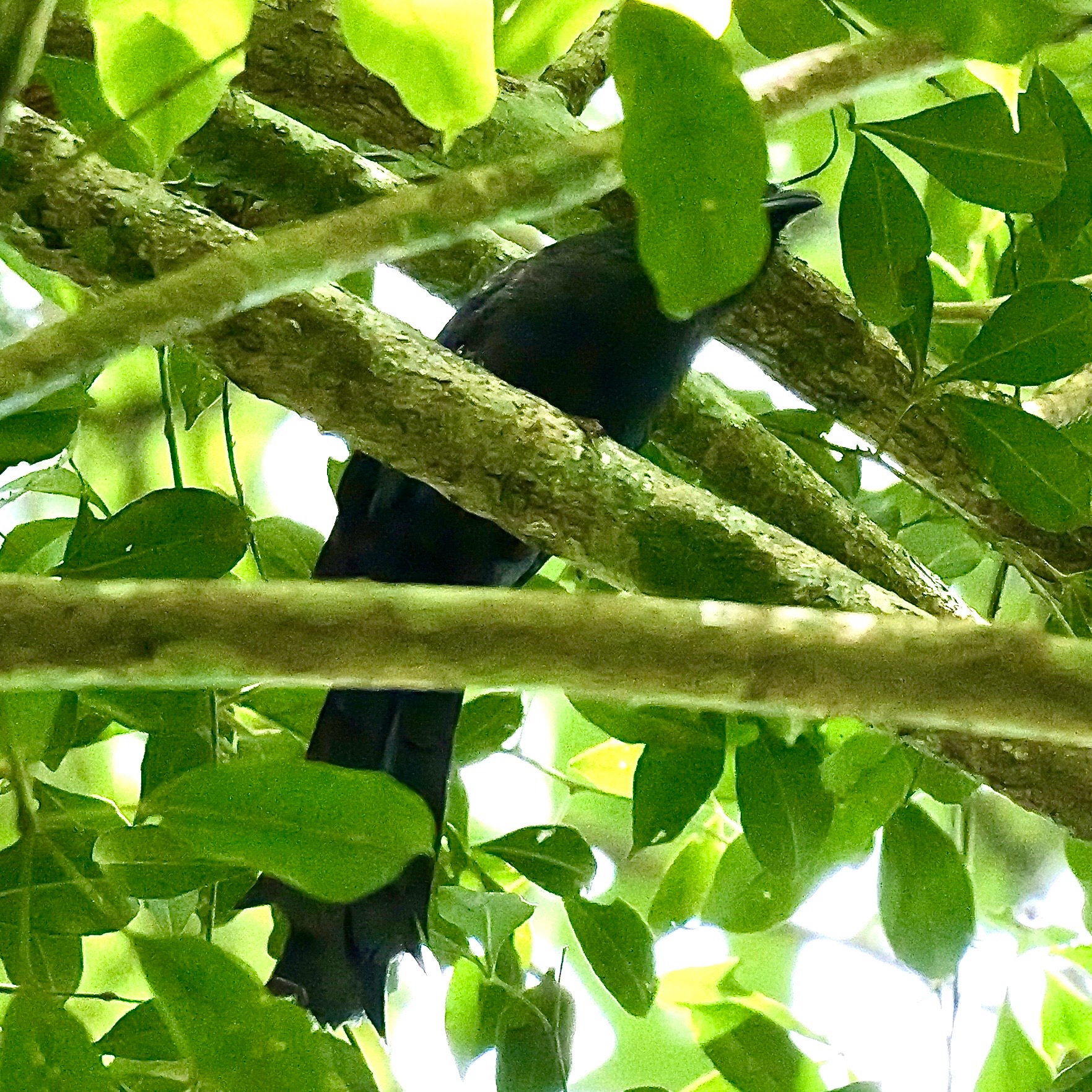 Ratchet-tailed Treepie