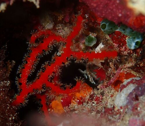 Melithaea bicolor observed 2025-05-17