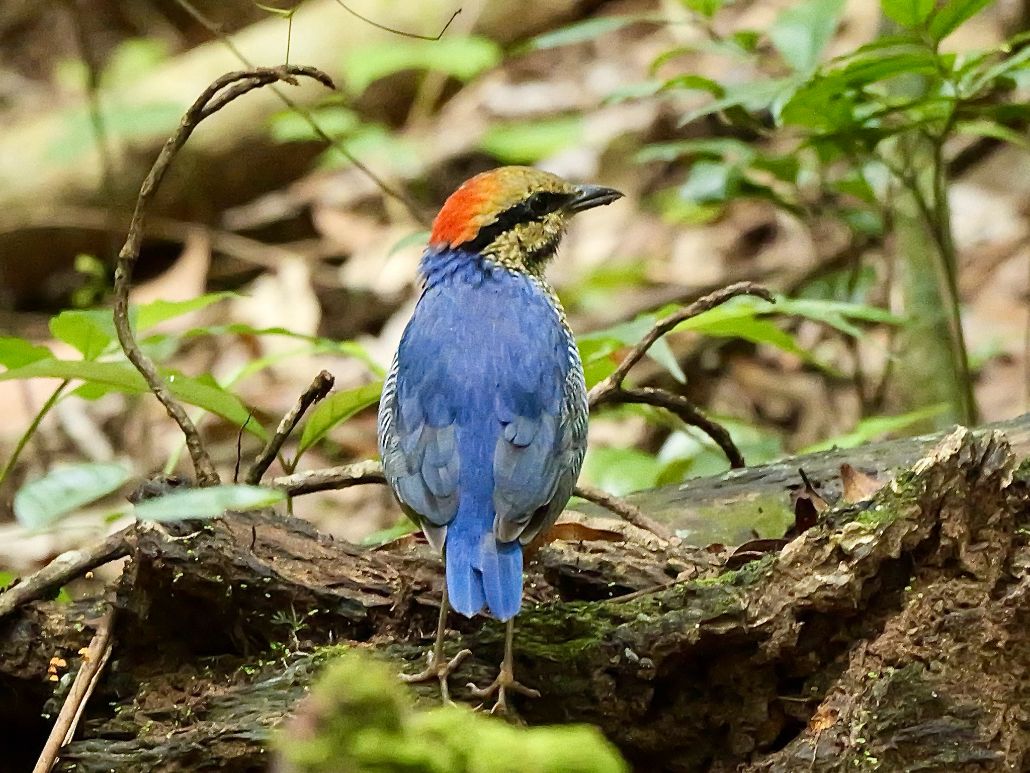 Blue Pitta