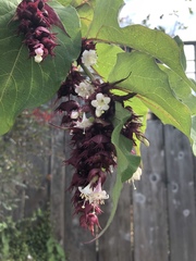 Leycesteria