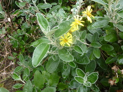 Brachyglottis × jubar