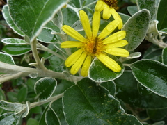 Brachyglottis × jubar