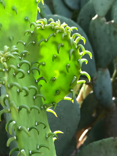 Spineless prickly pear