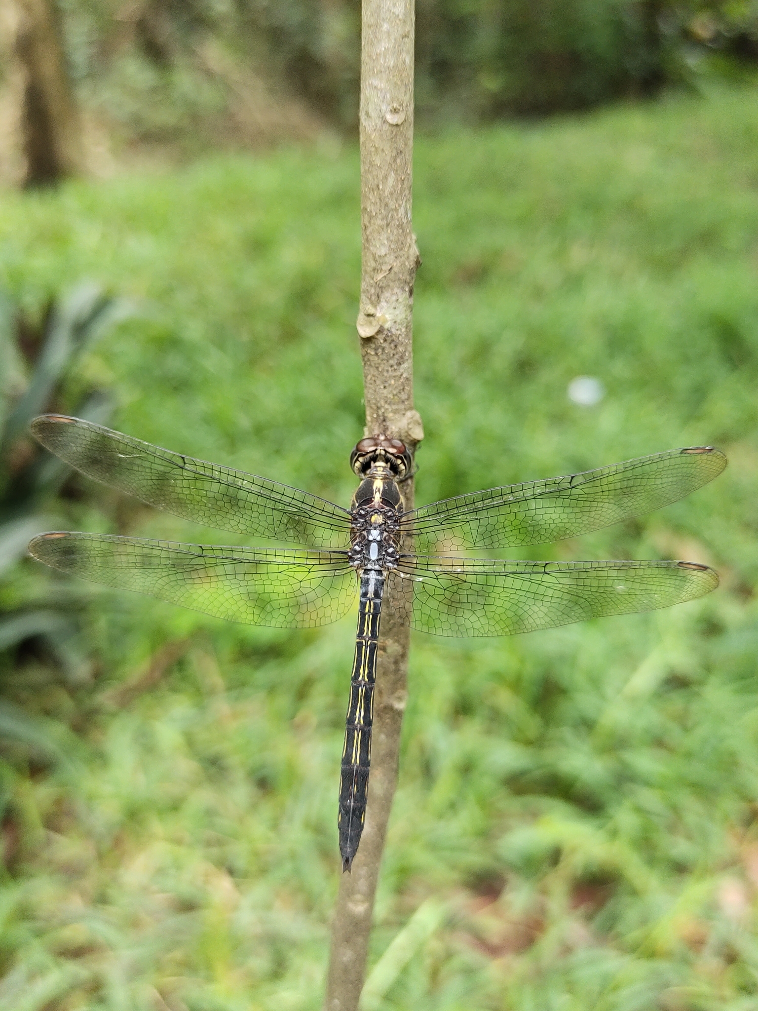 Emerald-Banded Skimmer
