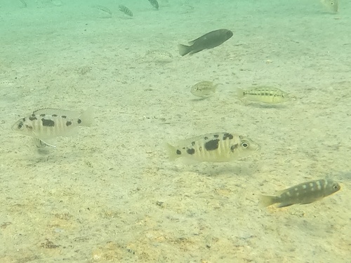 Tropheops microstoma
