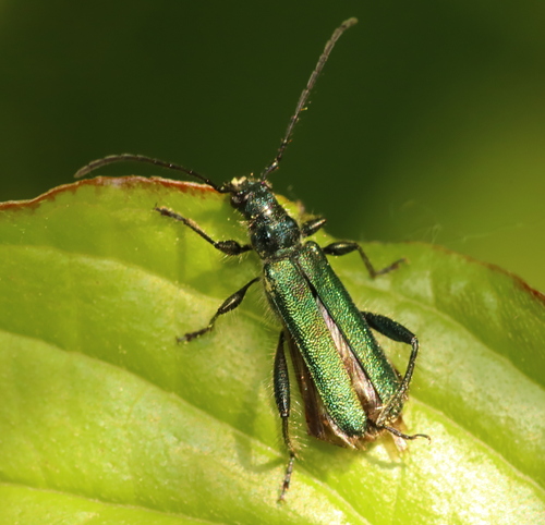 Callimus angulatus