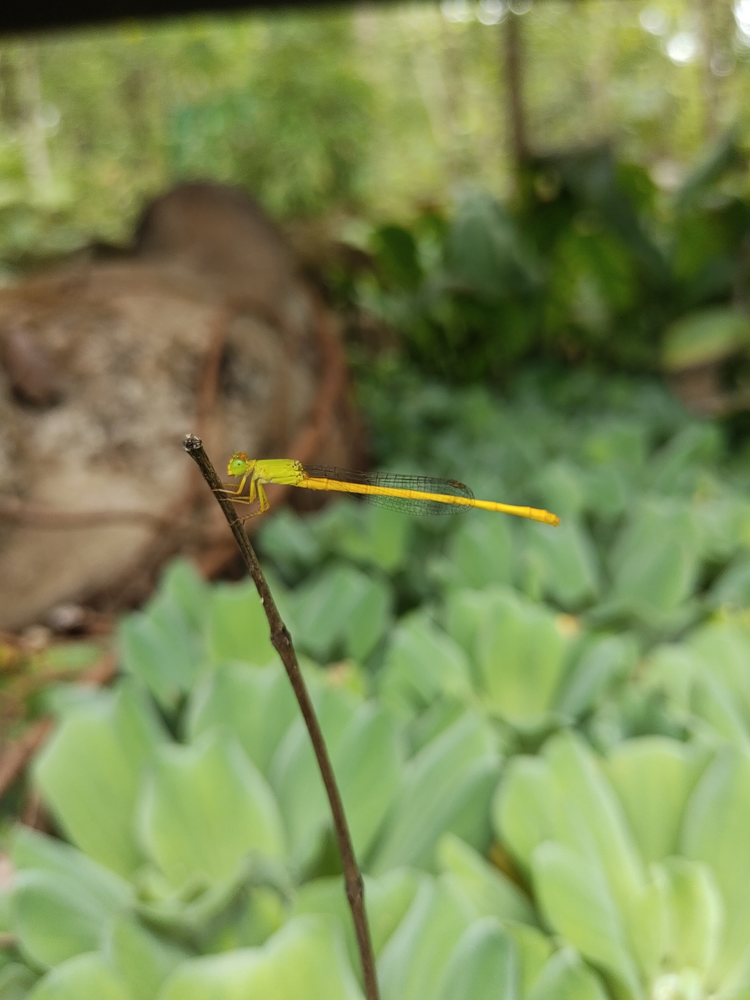 Coromandel Marsh Dart