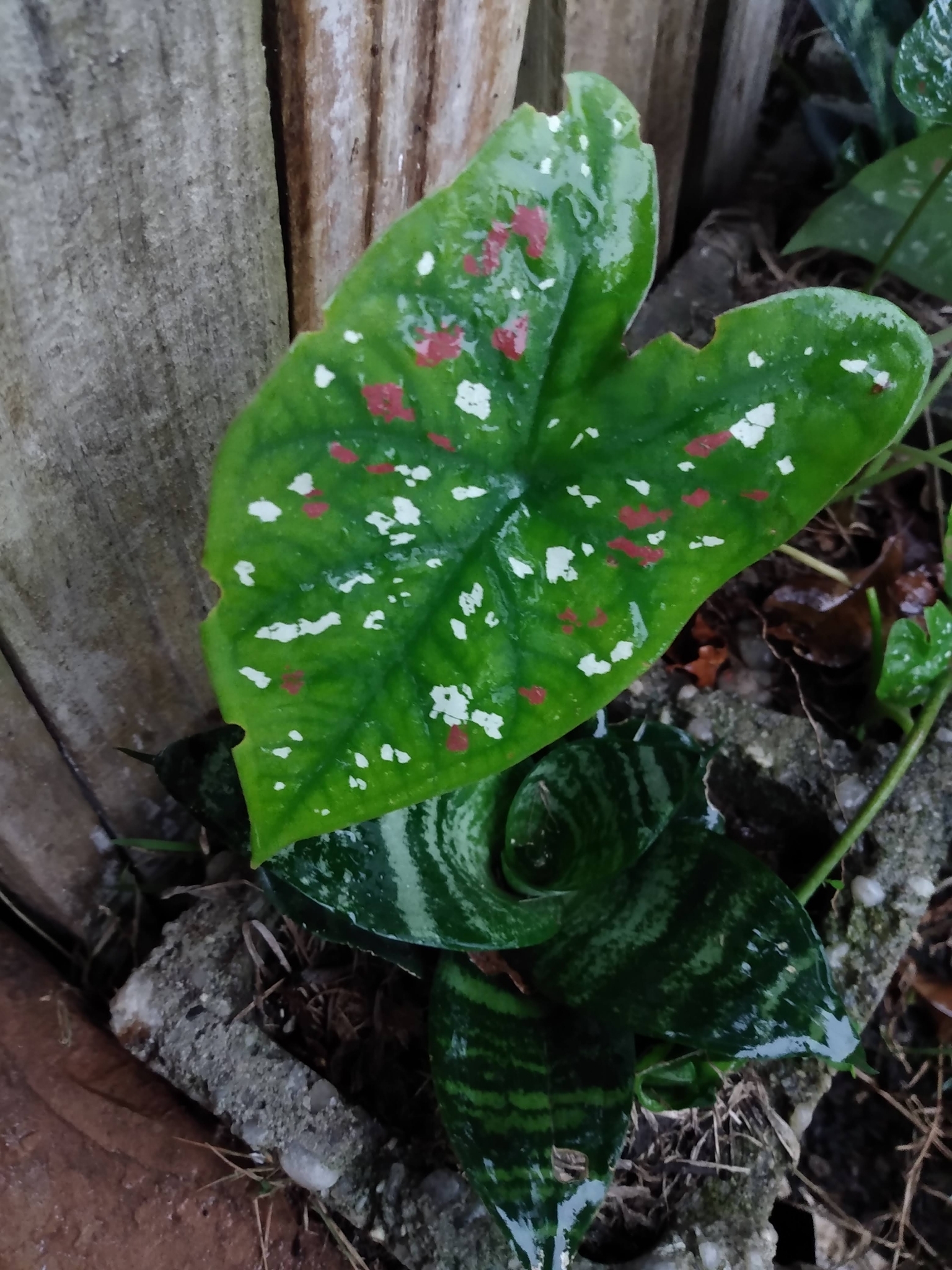 Caladium bicolor