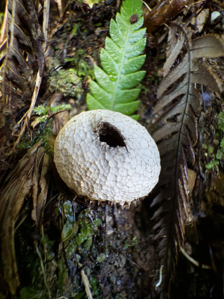 Lycoperdon compactum · May 2025 · photo: © jeremy_rolfe (iNaturalist, cc-by)