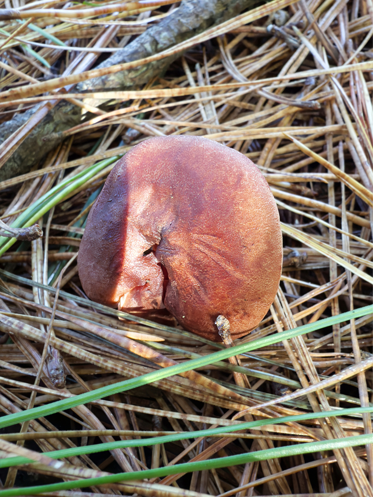 Lactarius rufus · May 2025 · photo: © jeremy_rolfe (iNaturalist, cc-by)