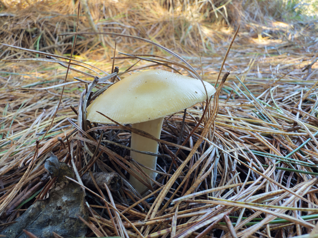 Amanita junquillea · May 2025 · photo: © jeremy_rolfe (iNaturalist, cc-by)