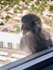 Falco sparverius