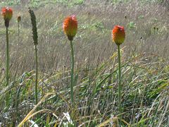 Kniphofia rooperi