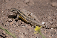 El Morado Lagoon Smooth-Throated Lizard photo 4