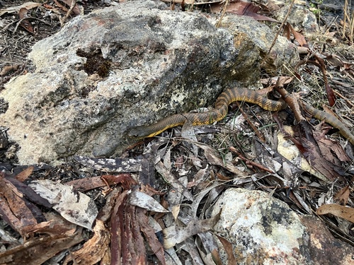 Tiger Snake sighting