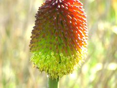 Kniphofia rooperi