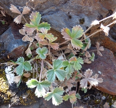 Potentilla × villosula