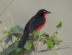 Laniarius erythrogaster