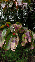 Cornus mas