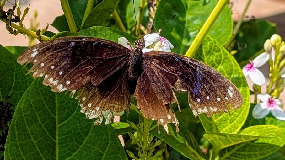 Great Eggfly