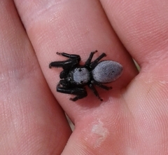 Phidippus octopunctatus