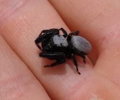 Phidippus octopunctatus