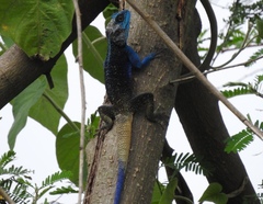 Acanthocercus atricollis