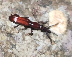 Amorphocephalina